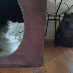 Cambridge Veterinary Care