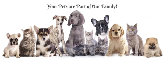 Cambridge Veterinary Care Picture 7