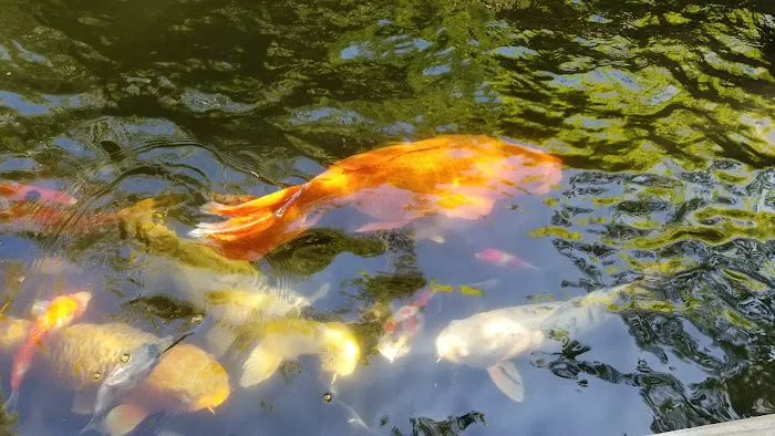 Utah Koi Picture 1