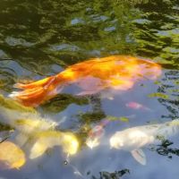 Utah Koi ico