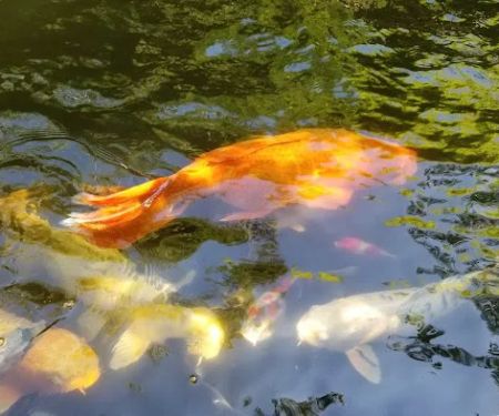 Utah Koi