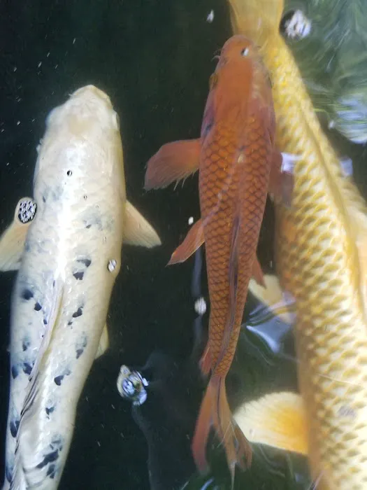 Utah Koi Picture 2