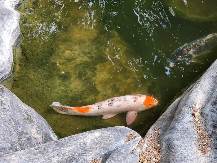 Utah Koi Picture 6