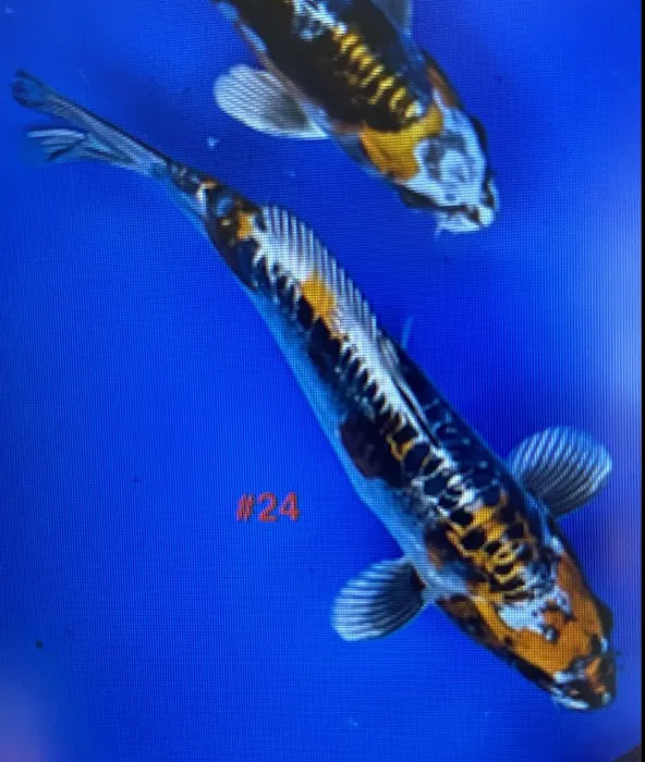 Utah Koi Picture 8