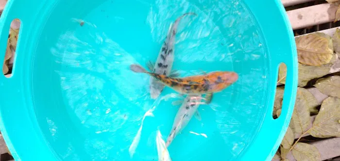 Utah Koi Picture 3