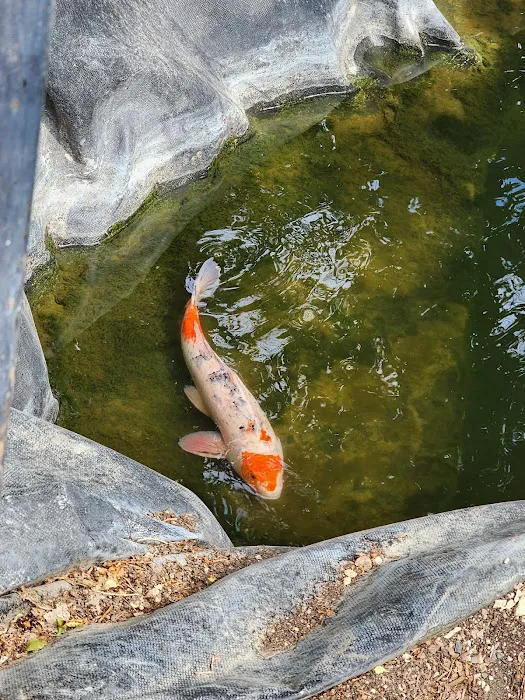 Utah Koi Picture 4