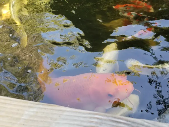Utah Koi Picture 9