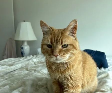 Tandem Veterinary Clinic - Somerville