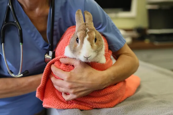 Back Bay Veterinary Clinic Picture 8