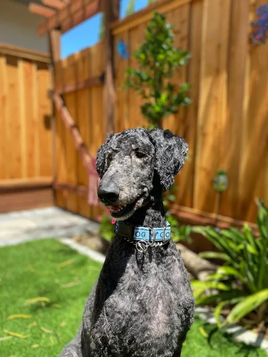 Hello Ralphie Online Veterinarian Picture 3