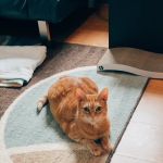 Hello Ralphie Online Veterinarian