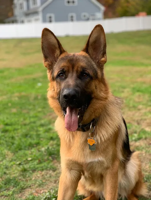 Hello Ralphie Online Veterinarian Picture 6