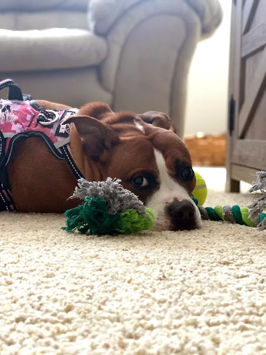 Hello Ralphie Online Veterinarian Picture 8