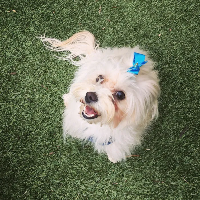 Hello Ralphie Online Veterinarian Picture 7