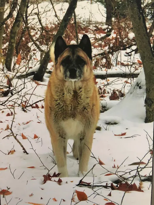 Hello Ralphie Online Veterinarian Picture 10