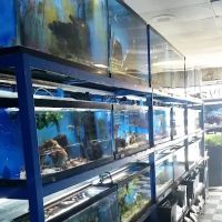 Fish 4 U ico