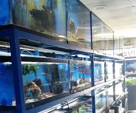 Fish 4 U