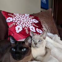 Pawsitive Touch ico