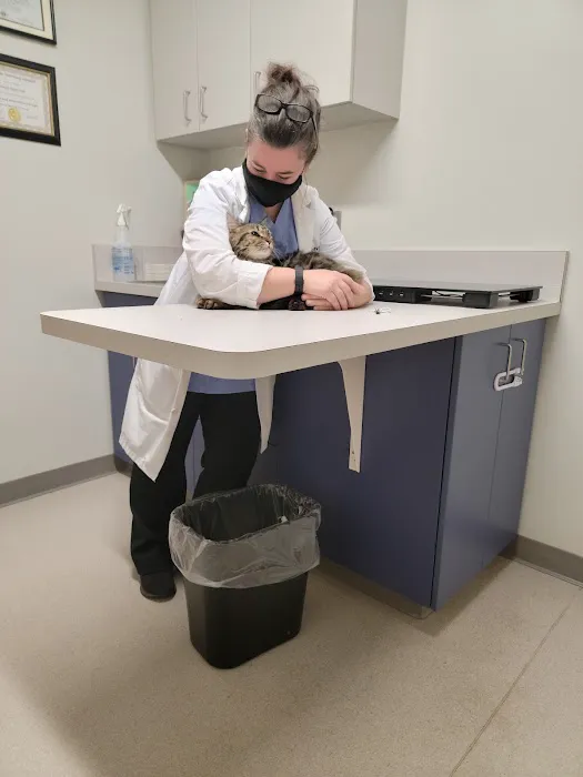 Cambridge Cat Clinic Picture 10