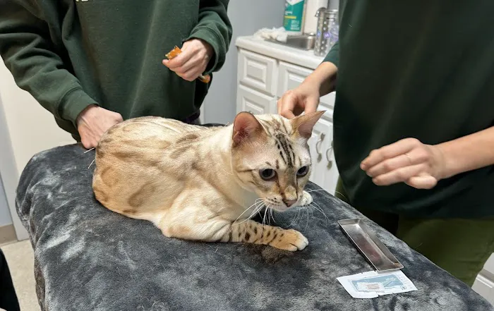 Fresh Pond Animal Hospital Picture 3