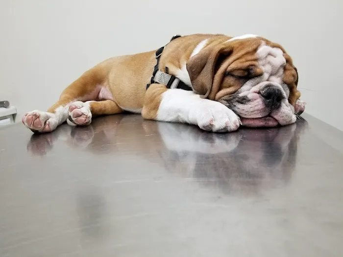 Fresh Pond Animal Hospital Picture 5