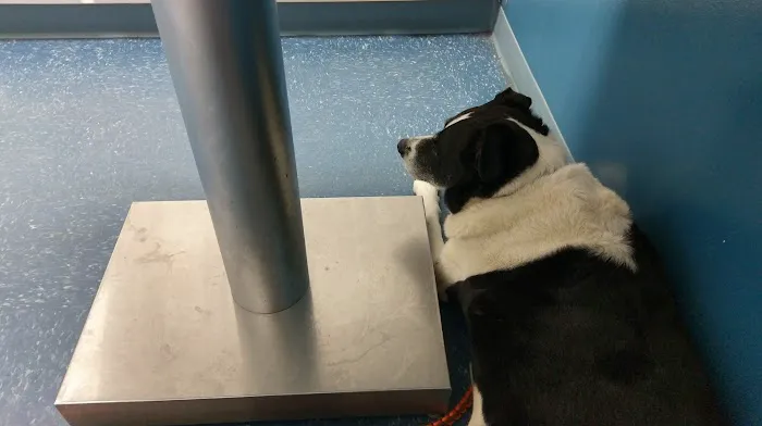 Fresh Pond Animal Hospital Picture 7