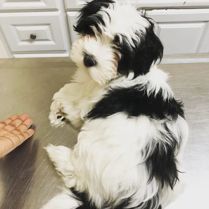 Fresh Pond Animal Hospital Picture 10