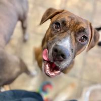 Boston Animal Hospital ico