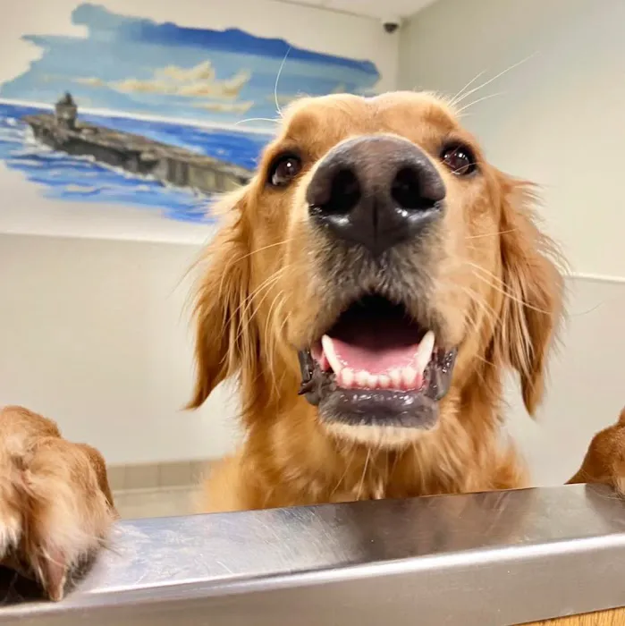Boston Animal Hospital Picture 6