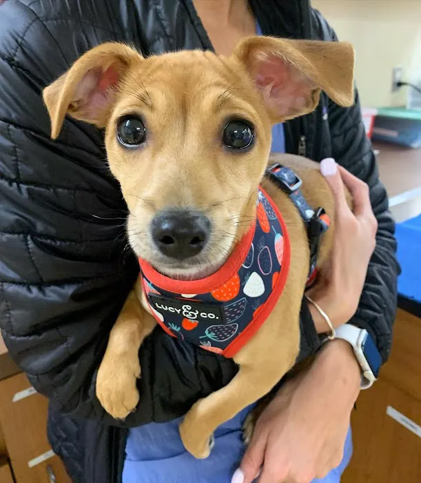 Boston Animal Hospital Picture 10
