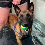 Boston Pet Rehabilitation