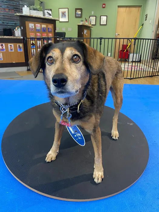 Boston Pet Rehabilitation Picture 2