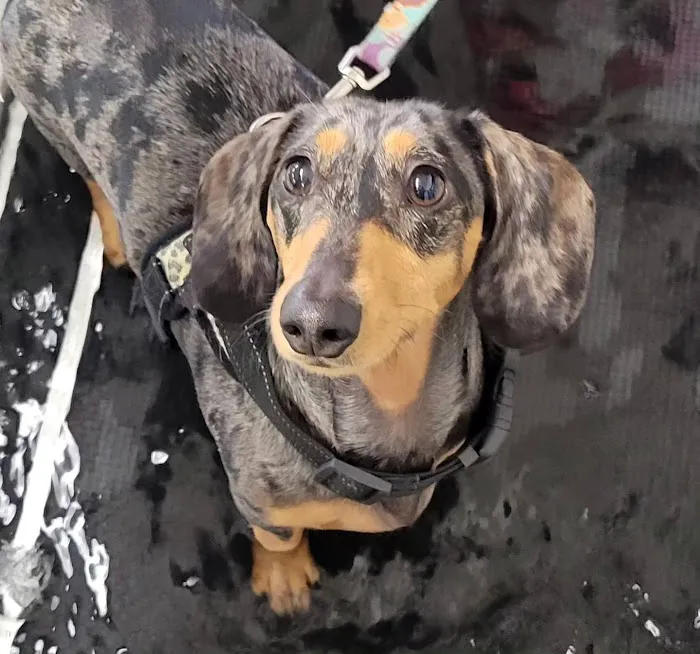 Boston Pet Rehabilitation Picture 6
