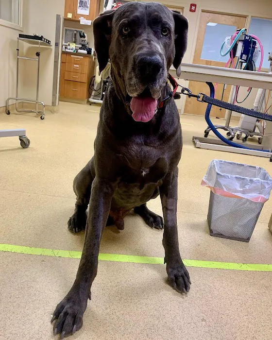 Boston Pet Rehabilitation Picture 4