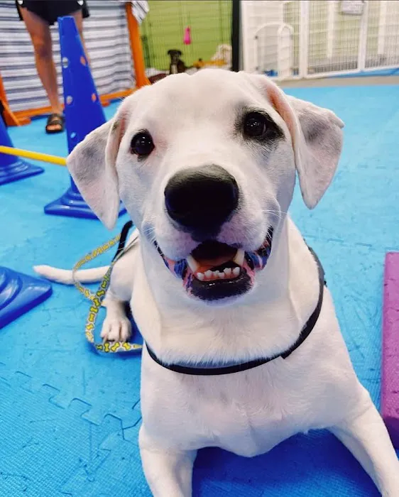 Boston Pet Rehabilitation Picture 7