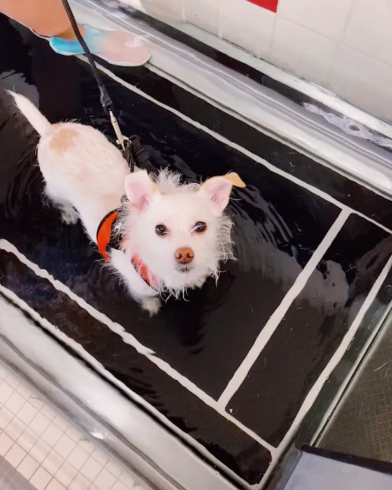 Boston Pet Rehabilitation Picture 8