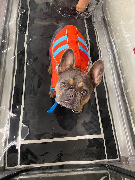 Boston Pet Rehabilitation Picture 9