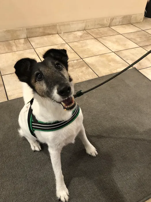 Boston Pet Rehabilitation Picture 10