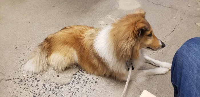 Banfield Pet Hospital Picture 3