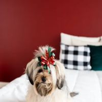 It's Reigning Cats & Dogs ico