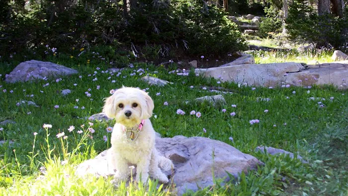 It's Reigning Cats & Dogs Picture 6