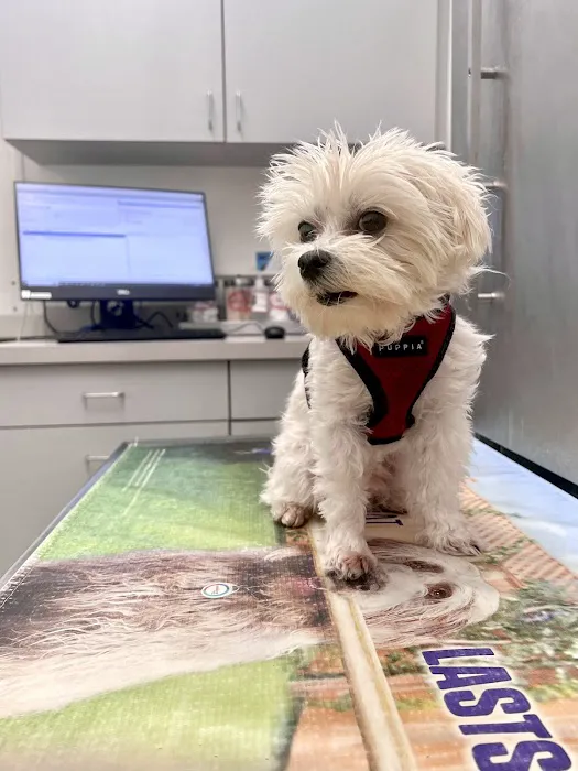 Boston Veterinary Care Picture 1