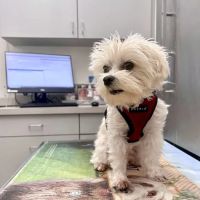 Boston Veterinary Care ico