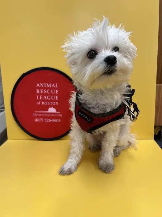 Boston Veterinary Care Picture 8