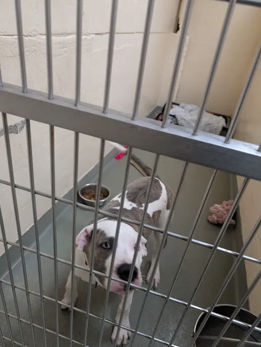 Boston Veterinary Care Picture 7