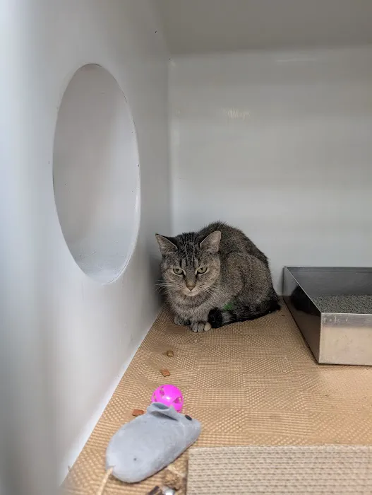 Boston Veterinary Care Picture 6