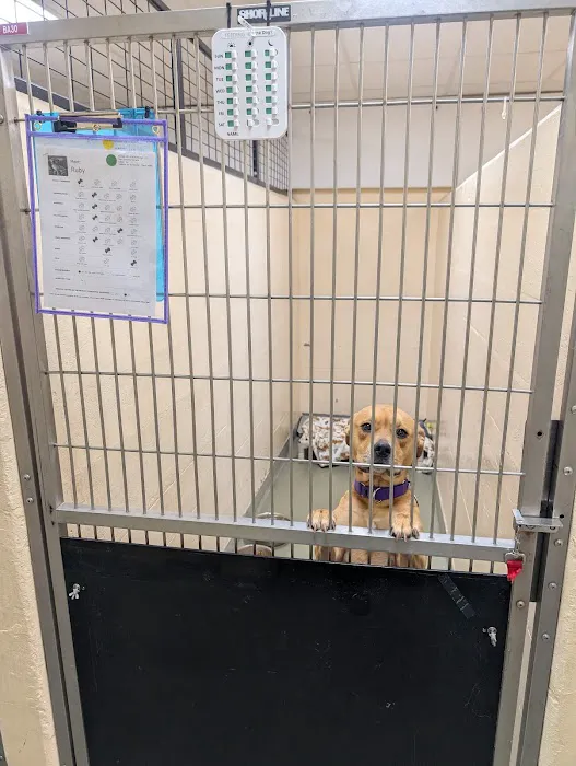 Boston Veterinary Care Picture 4