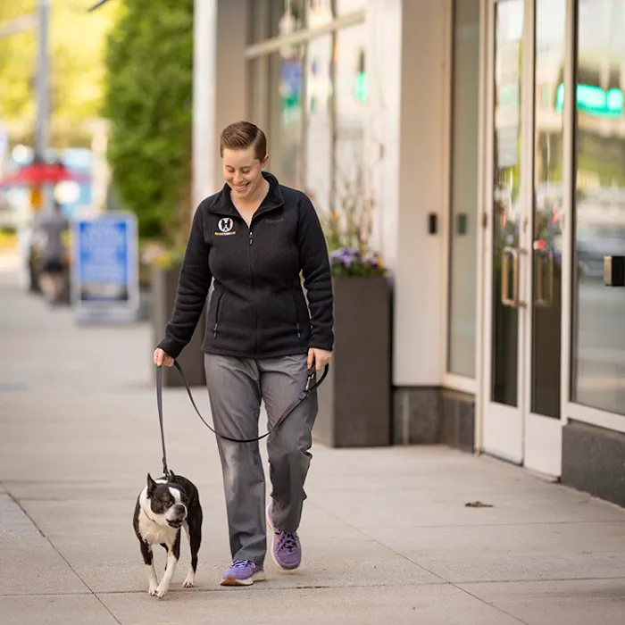 Boston Veterinary Clinic Picture 5