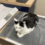 Boston Veterinary Clinic