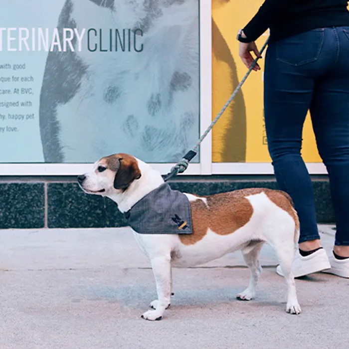 Boston Veterinary Clinic Picture 7